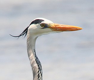 Graureiher, Grey Heron, Ardea c. cinerea